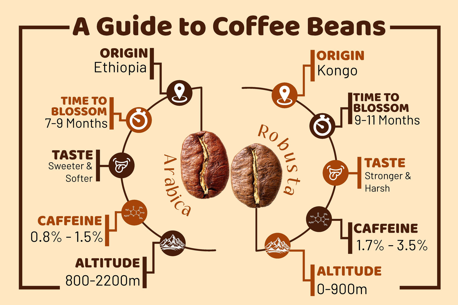 An image depicting the difference between Arabica and Robusta coffee beans. The image shows it in an infographic format with various factors like taste, flavours, preparation time being shown.